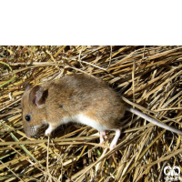 گونه موش صحرایی هیرکانی Hyrcanian Filed Mouse